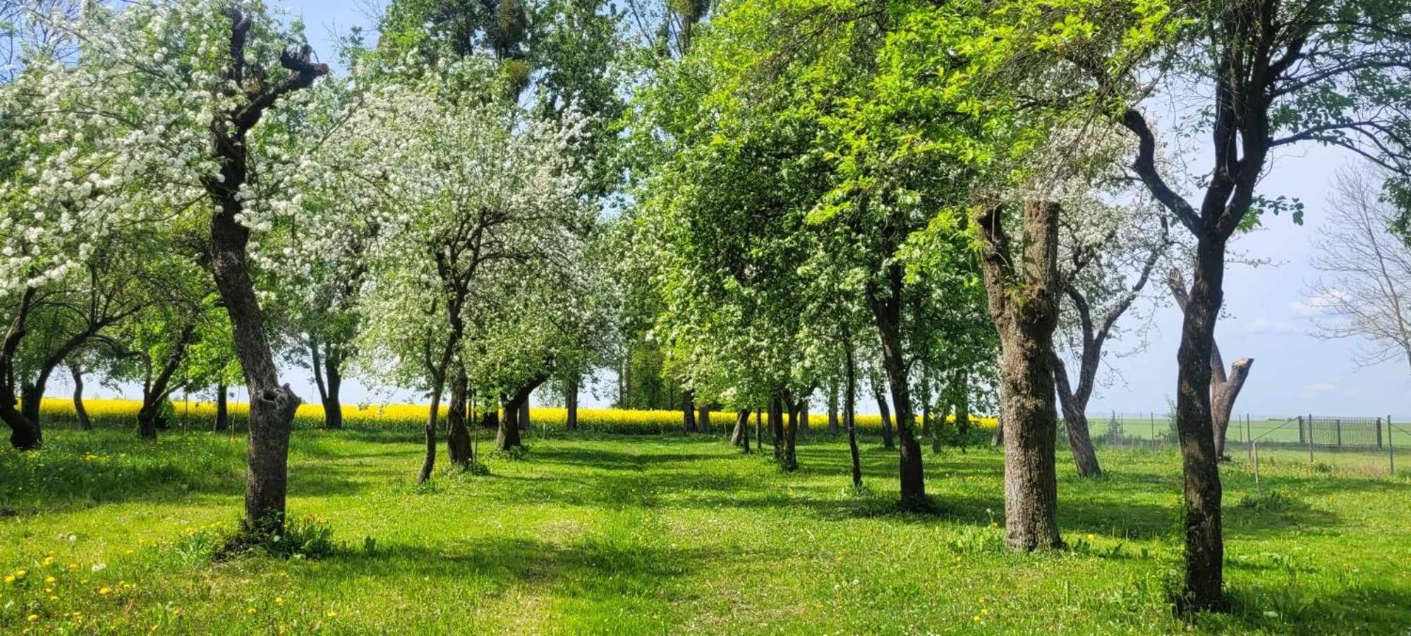 Agroturystyka Przy Rajskim Sadzie Nowy Berezów Extérieur photo