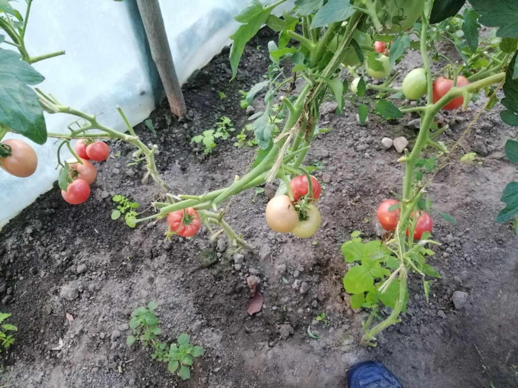 Agroturystyka Przy Rajskim Sadzie Nowy Berezów Extérieur photo